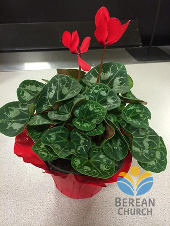 01-18-2014 Plant for Joe